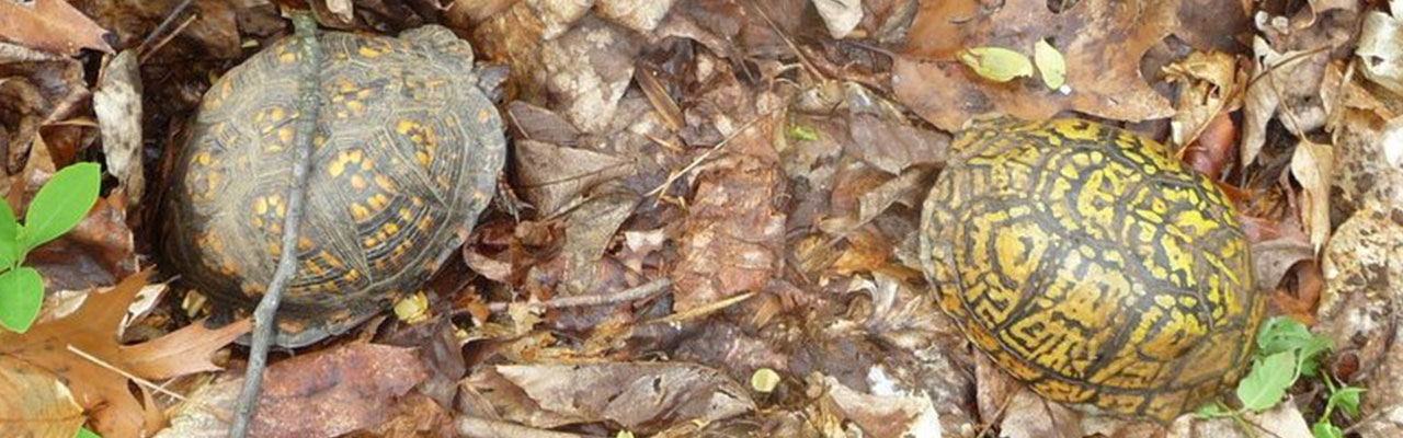 Two Eastern Box Turtles (Terrapene carolina carolina)