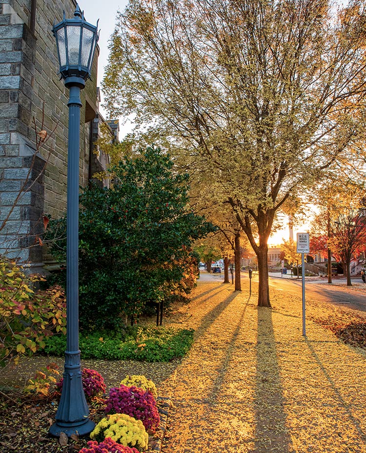 Trees on campus