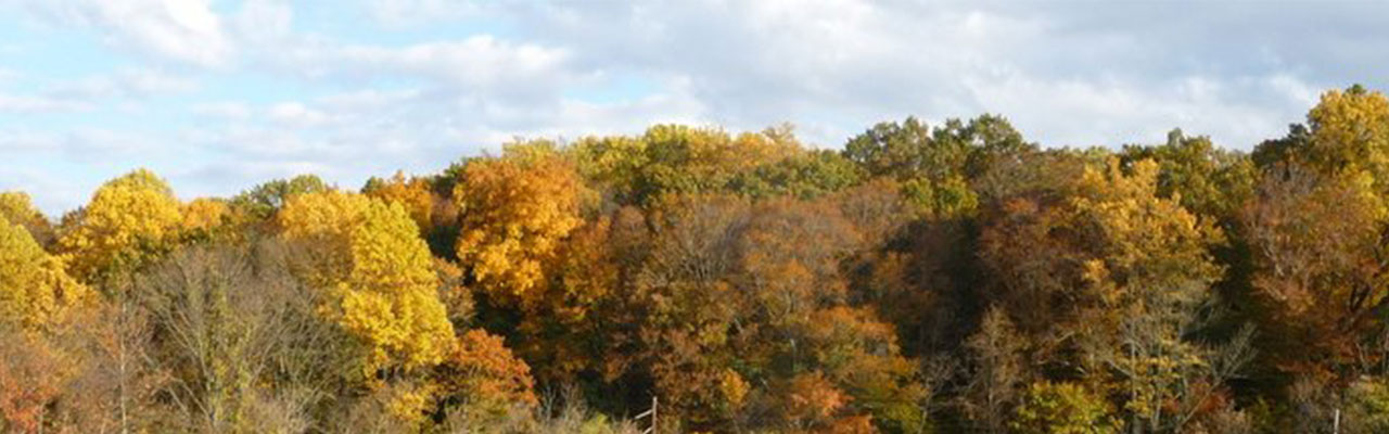 Trees turning colors in fall